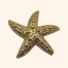 Clip Calypso Etoile de mer